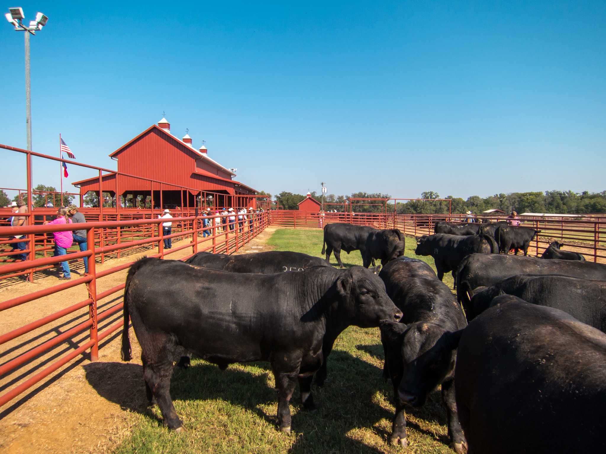 adapt-or-die-a-central-texas-cattle-ranch-changes-with-the-times