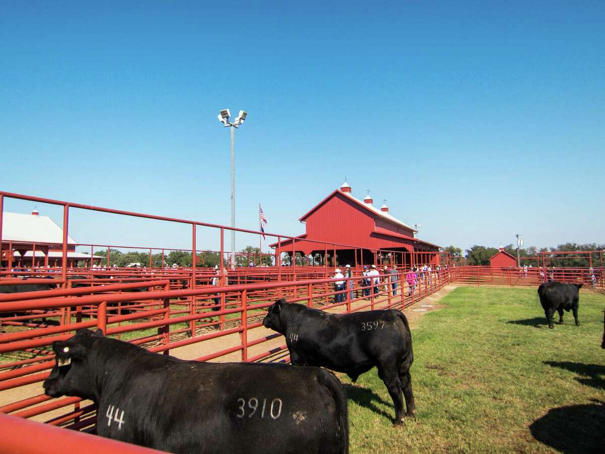 Adapt or die A central Texas cattle ranch changes with the times