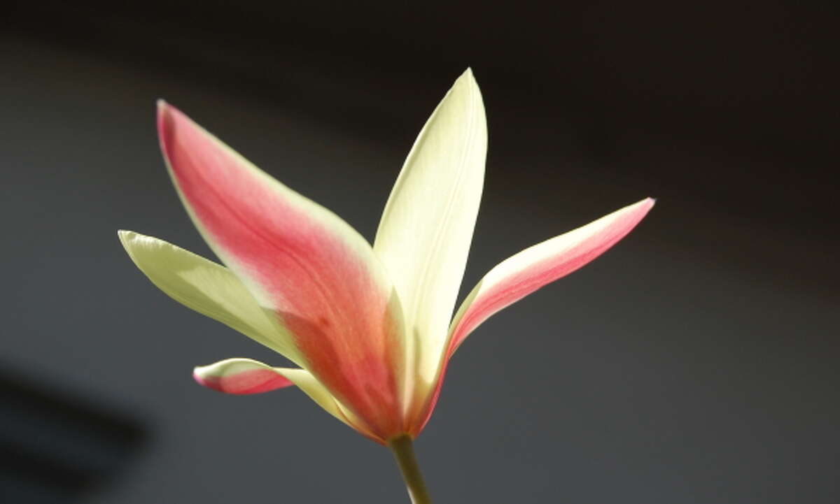 5 flowering bulbs to plant now for spring