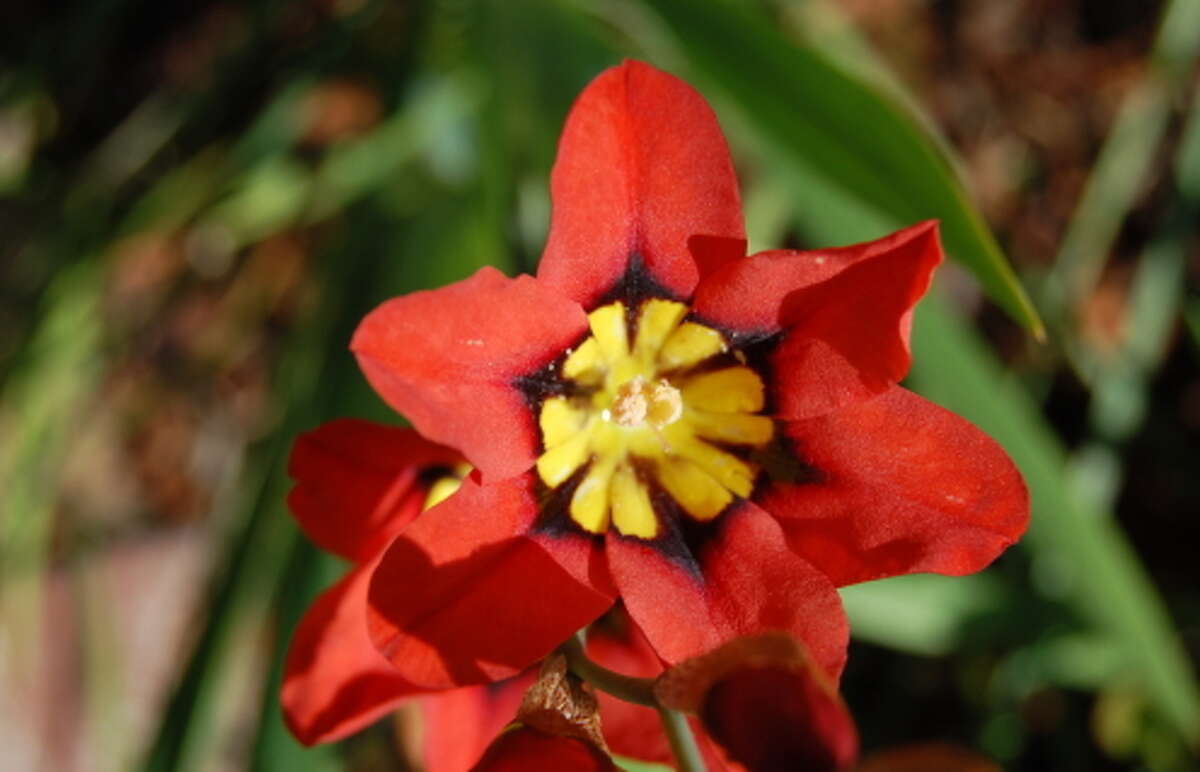 5 flowering bulbs to plant now for spring