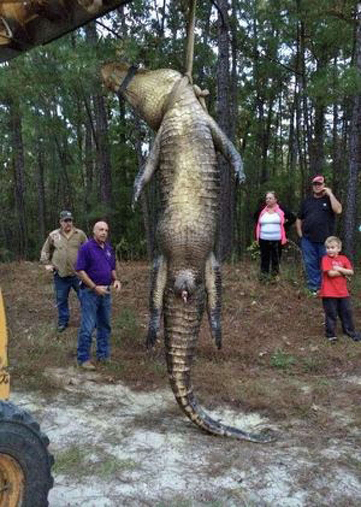 Monster Alligator Killed In Rayburn Country 6109