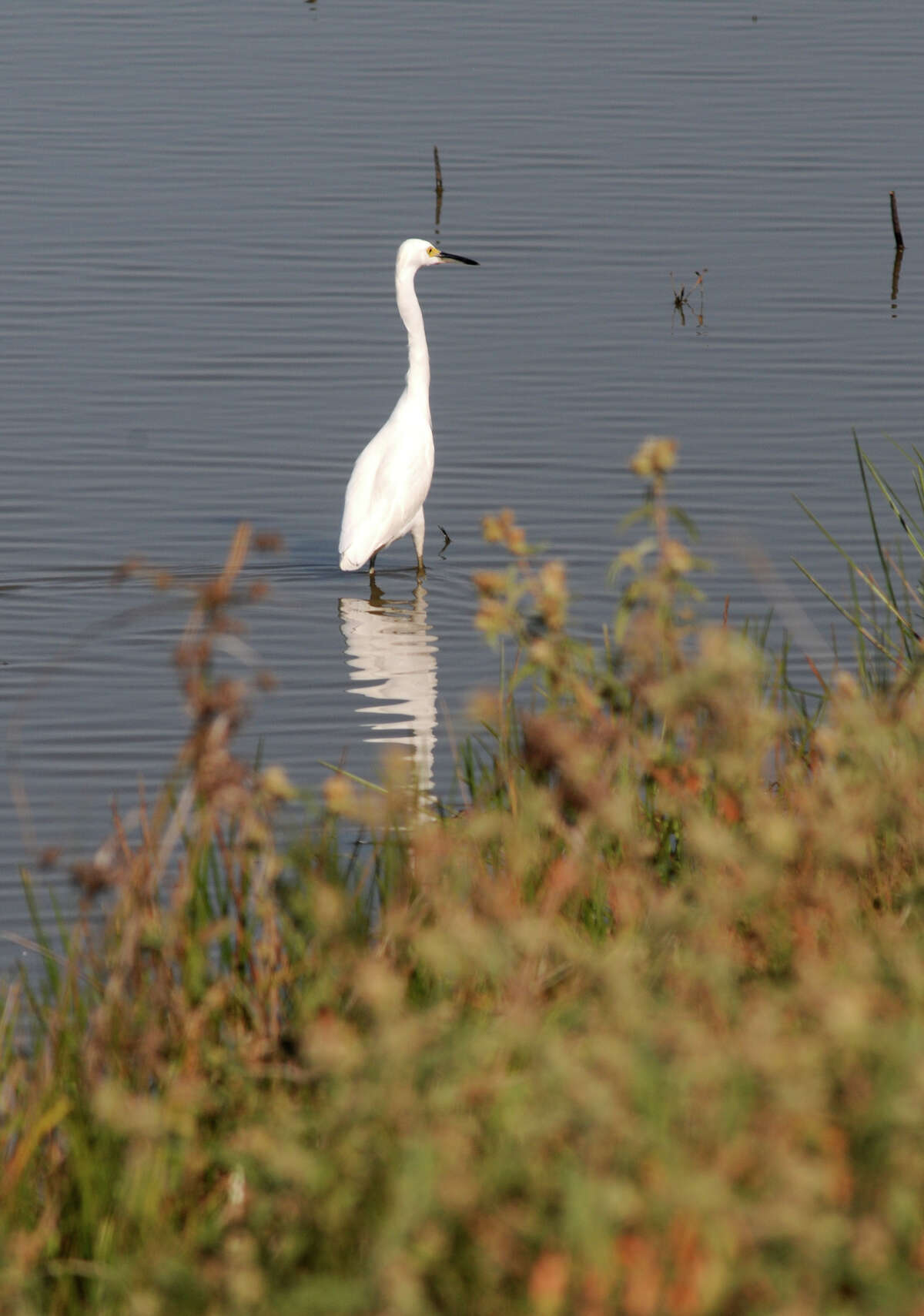 A snowy egret works the waters of a 200-acre wetland in the Katy Prairie Conservancy.