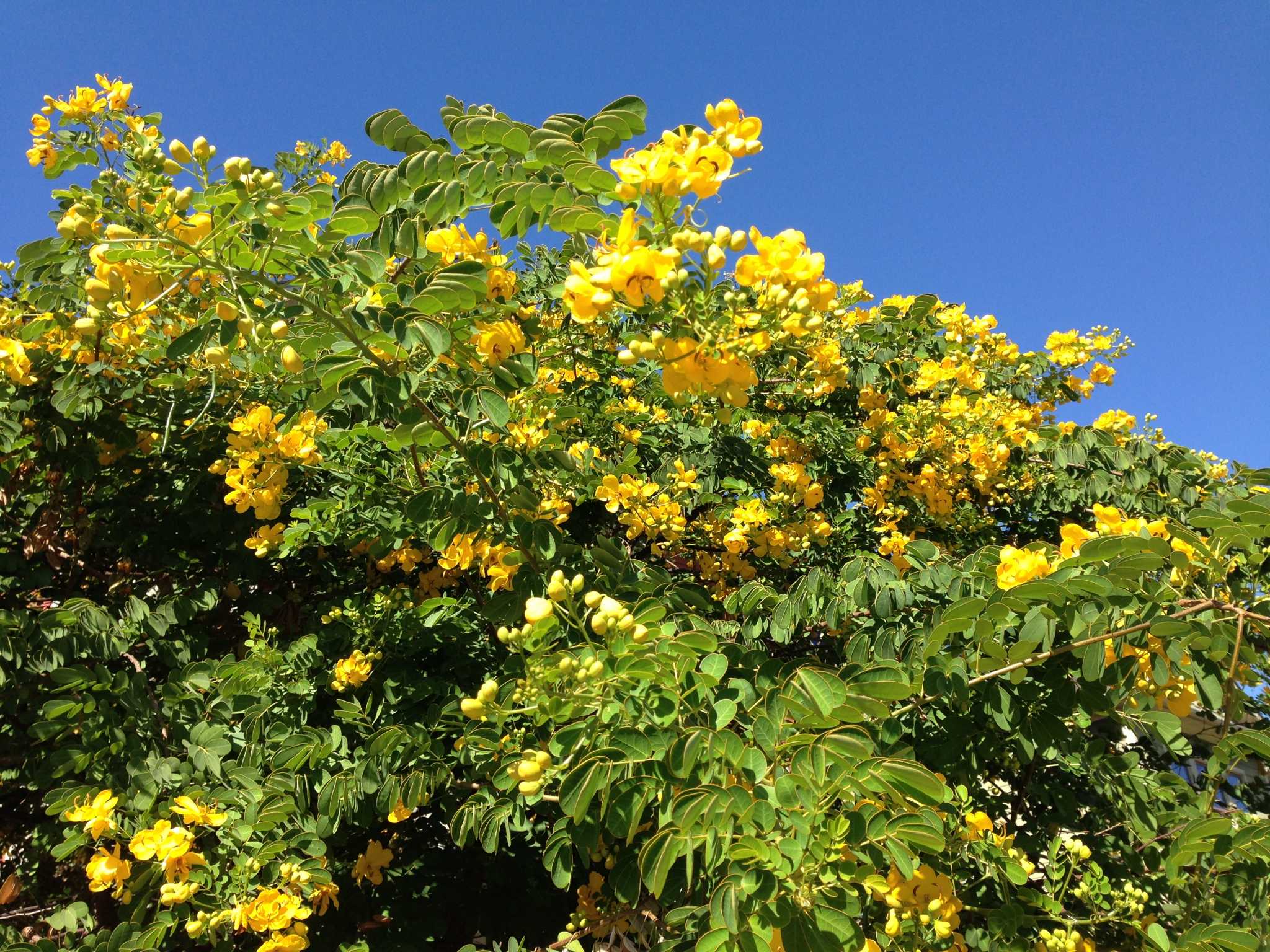 yellow-flowering-cassia-is-a-fall-spectacle