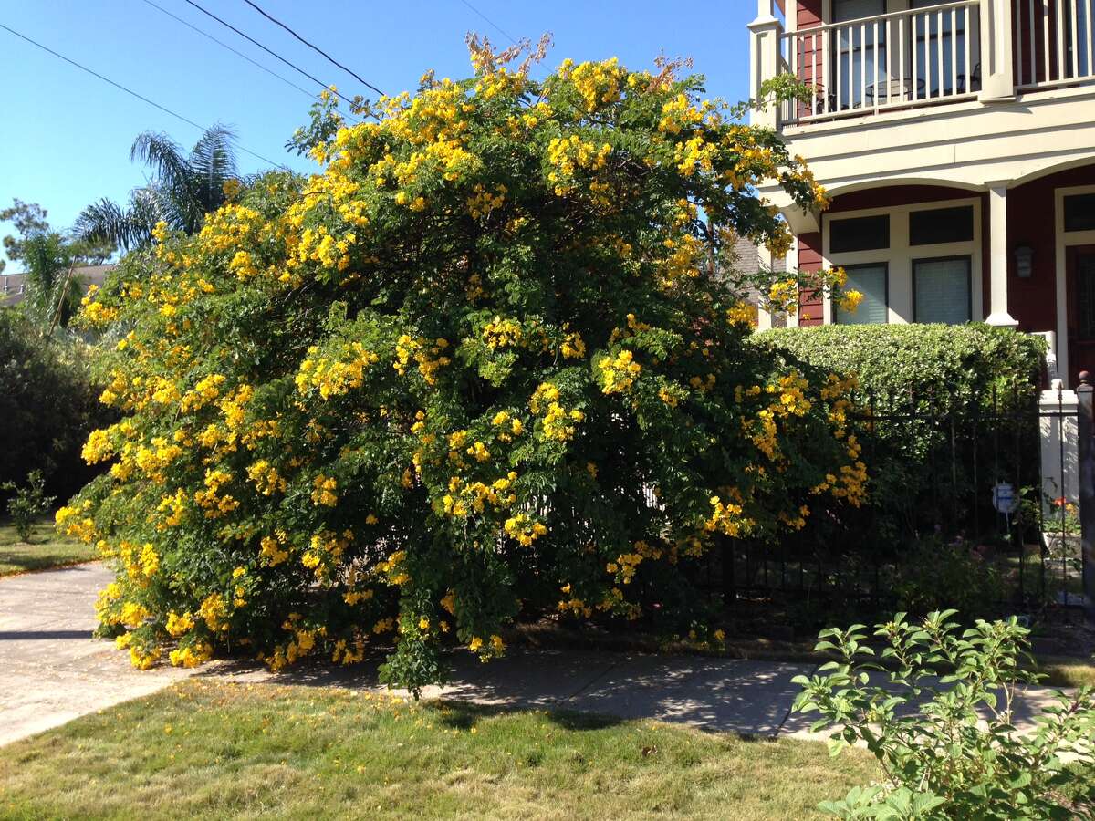 Yellow Flowering Cassia Is A Fall Spectacle 8834