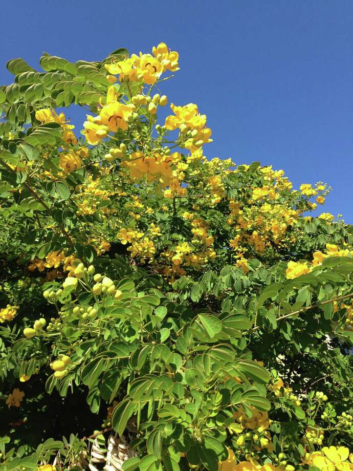 Yellow-flowering cassia is a fall spectacle - Houston Chronicle