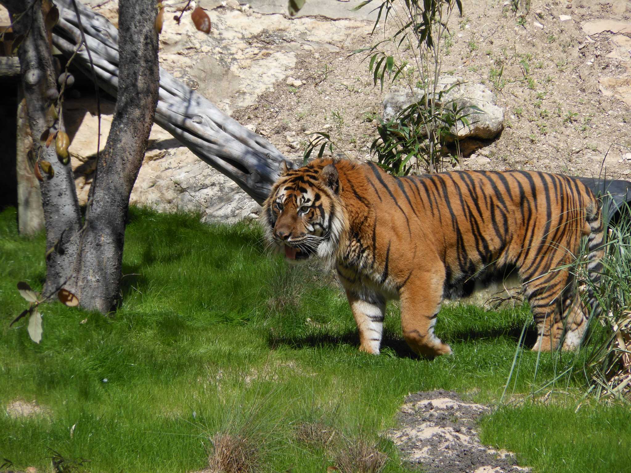 popular-san-antonio-zoo-animal-died-tuesday-morning