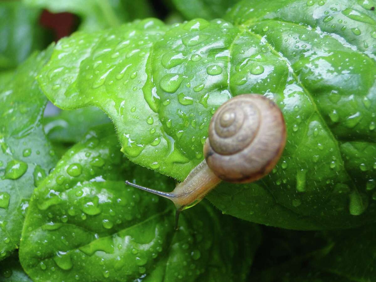 Dust the area around young bedding plants with an approved pesticide to prevent snails from ravishing your new plantings.