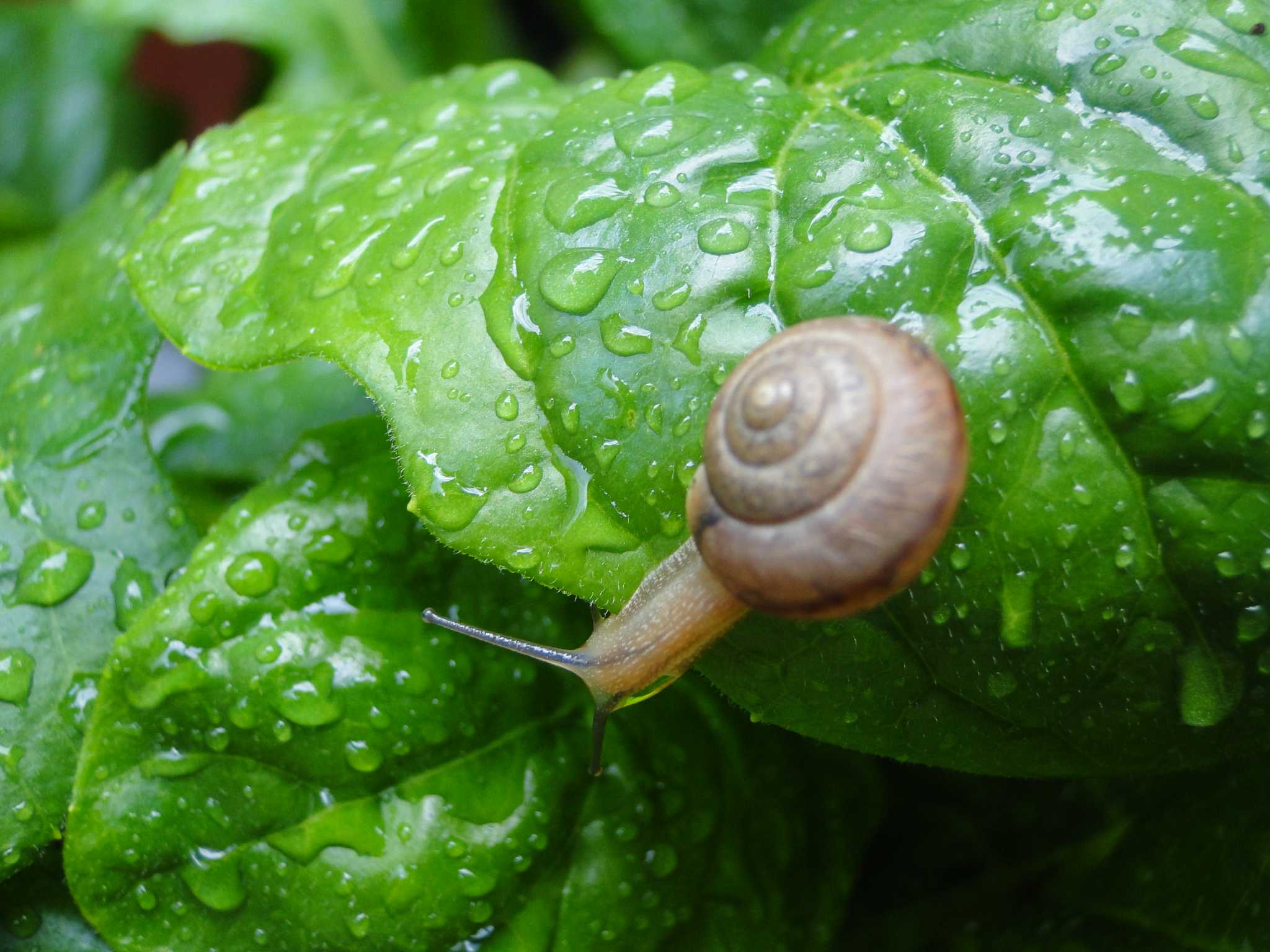 Beer will sink those pesky garden snails