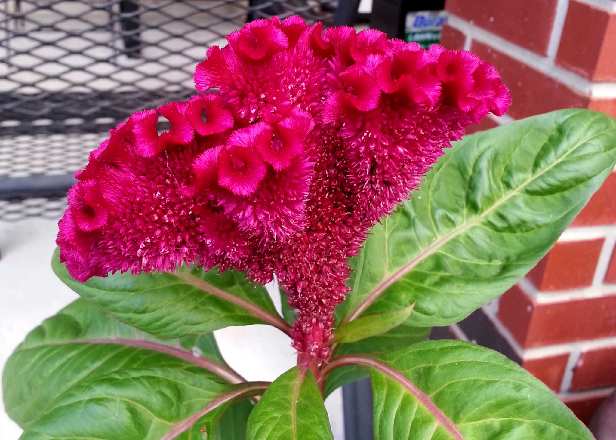 Celosia an annual plant that reproduces well