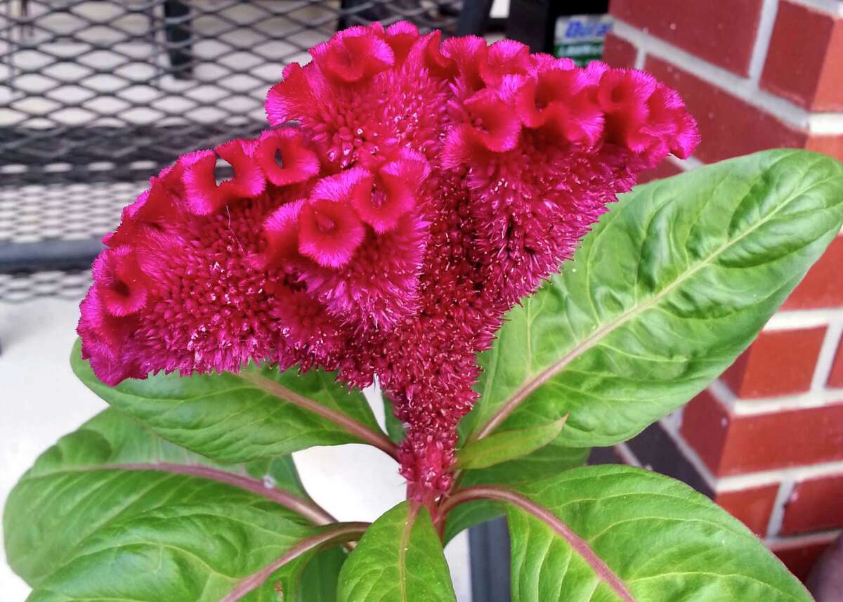 Gather seeds from celosia, or cockscomb, by shaking the bloom over an old white sheet. Plant them in early spring and see how well they will reproduce.