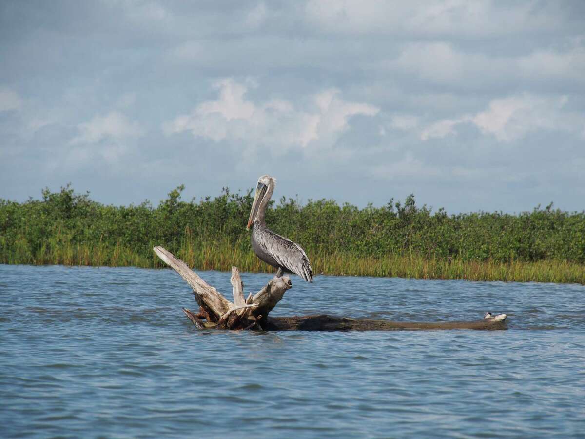 A pelican perches on a dead tree along the Port O'Connor Paddling Trail.
