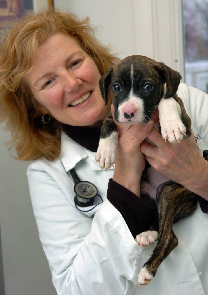 Deadly parvovirus stalks region's dogs