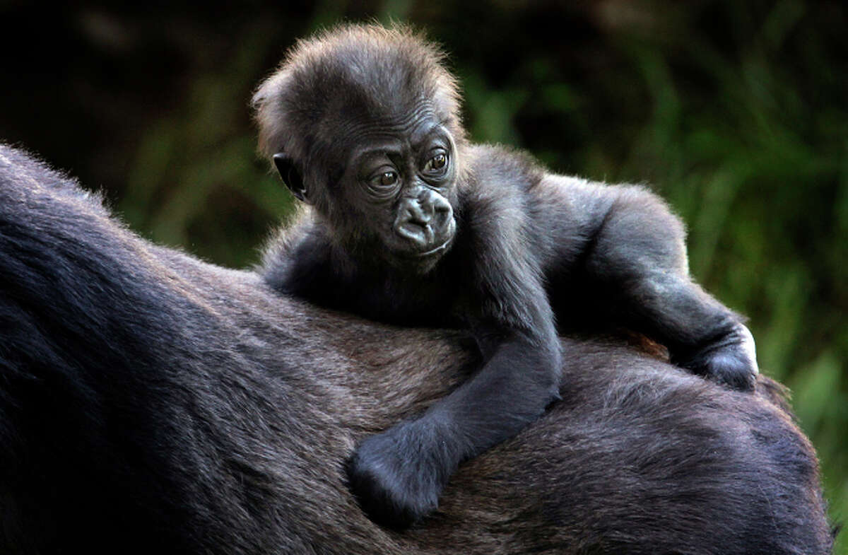 Горилла видео. Молодая горилла. Горилла видео песни. How's Life Baby Gorilla.