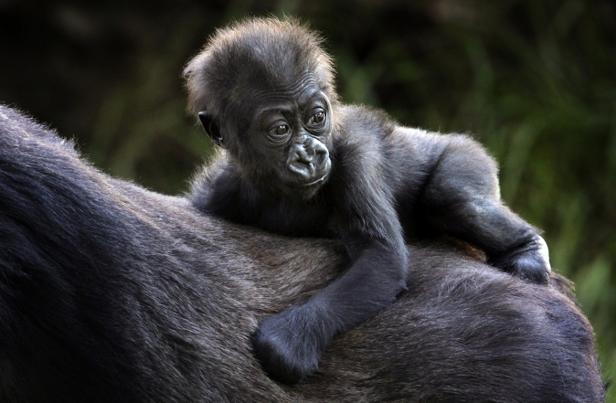 The keeper nuzzles with eight-weeks-old gorilla baby 'Mary Two' at