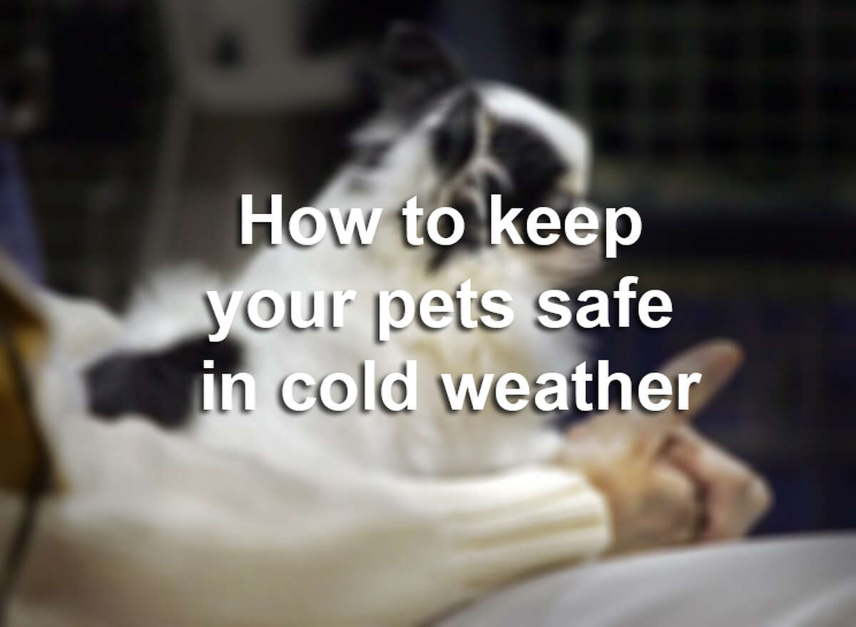 How To Keep Your Pets Safe In Cold Weather