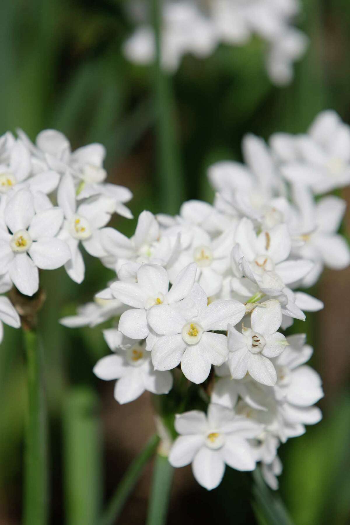Fill home and garden with the fragrance of paperwhites