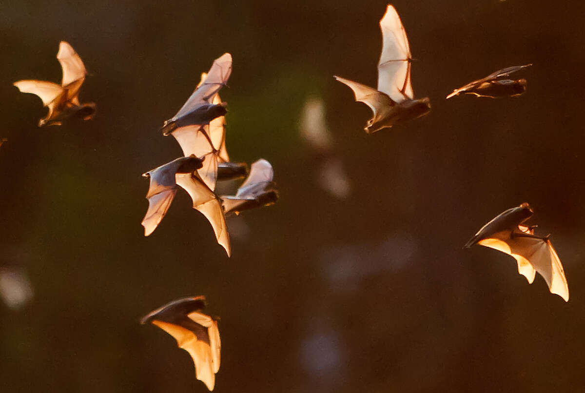 Property purchase has bats flying free