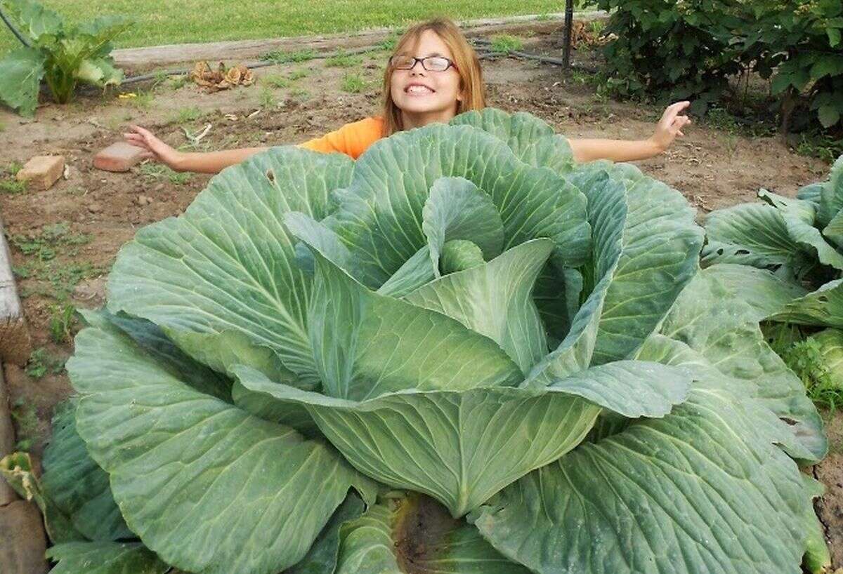Giant cabbage growing competition introduces kids to gardening and agriculture