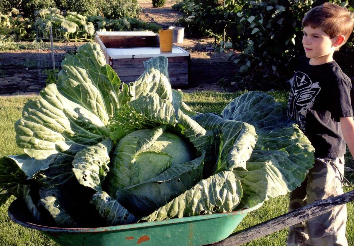 Giant cabbage growing competition introduces kids to gardening and agriculture