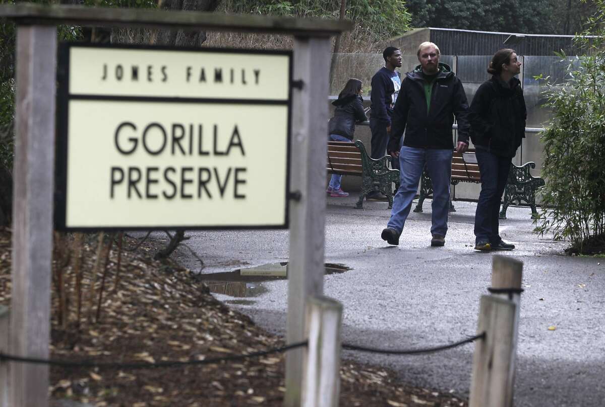 Sascha Matzke (left) and Anastasia Josselyn visit the gorilla preserve at the San Francisco Zoo in San Francisco, Calif. on Thursday, Nov. 13, 2014. Young gorilla Kabibe died in a tragic accident last Friday night.