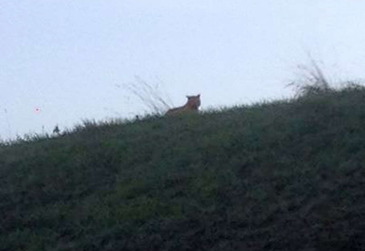 ﻿A small tiger was spotted Thursday in a small French town near Disneyland Paris.