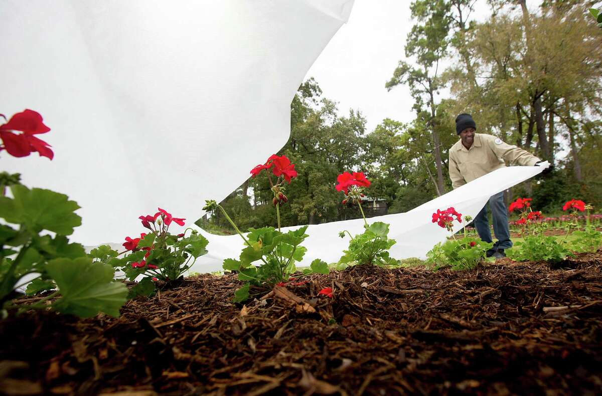 Mikewell Tolbert covers geraniums in case of a freeze at the Mercer Arboretum and Botanical Gardens.