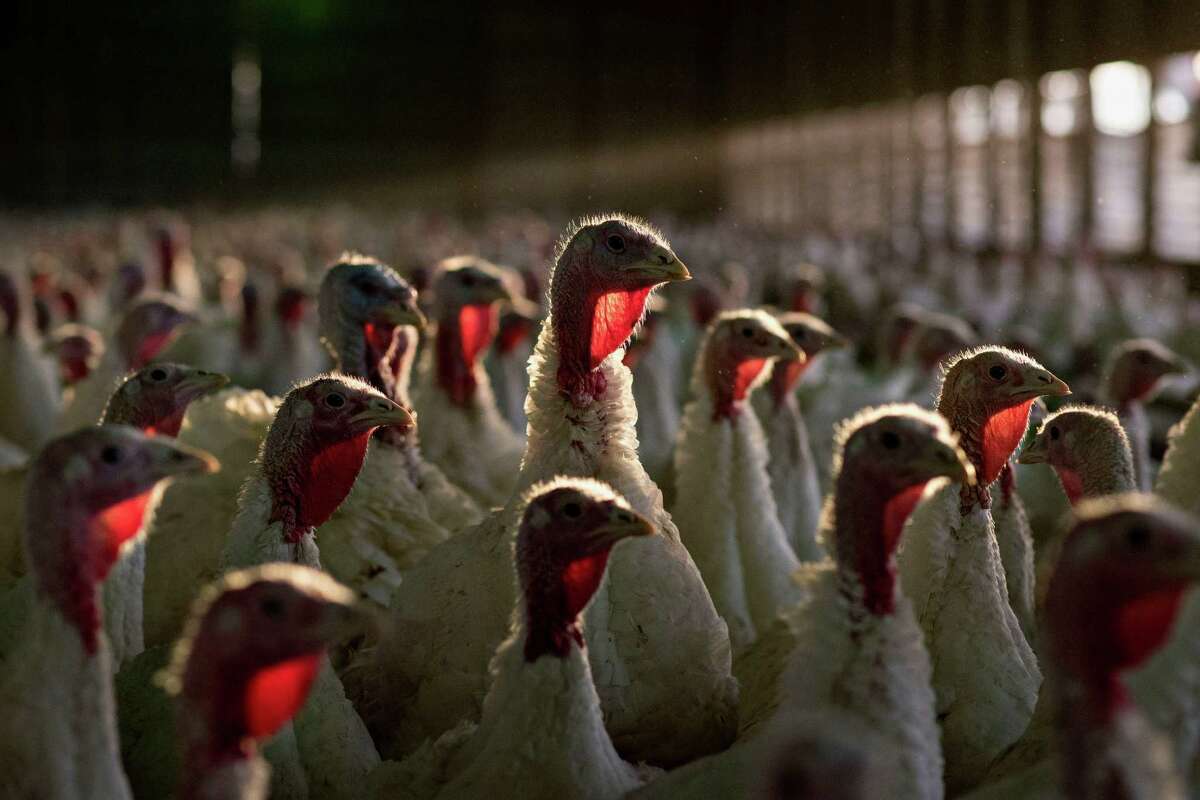 Despite the size of this flock at Yordy Turkey Farm in Morton, Ill., supplies in the turkey market are tight as the nation approaches Thanksgiving Day. The squeeze is driving up wholesale prices, meaning grocers probably will be selling them at a loss.