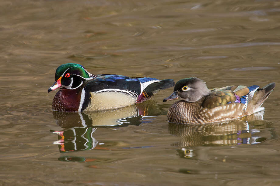 Migratory Wild Ducks Captivate The Imagination Houston Chronicle