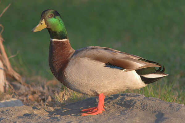 Migratory Wild Ducks Captivate The Imagination