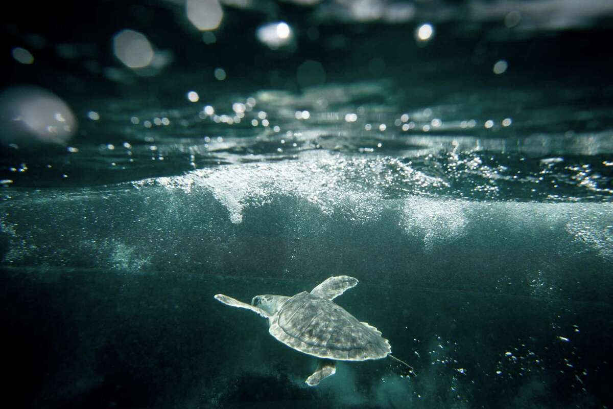 A Kemp's ridley sea turtle swims under﻿sea.﻿