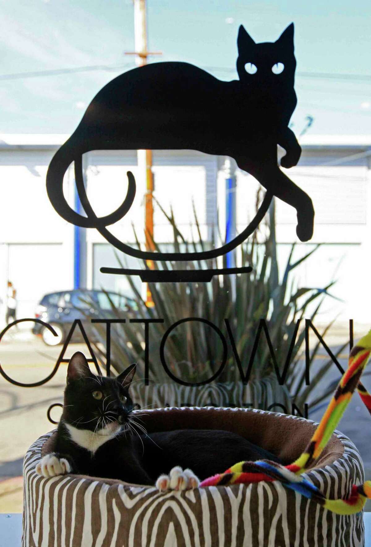 Oakland's Cat Town Cafe a creative, humane space for adoption