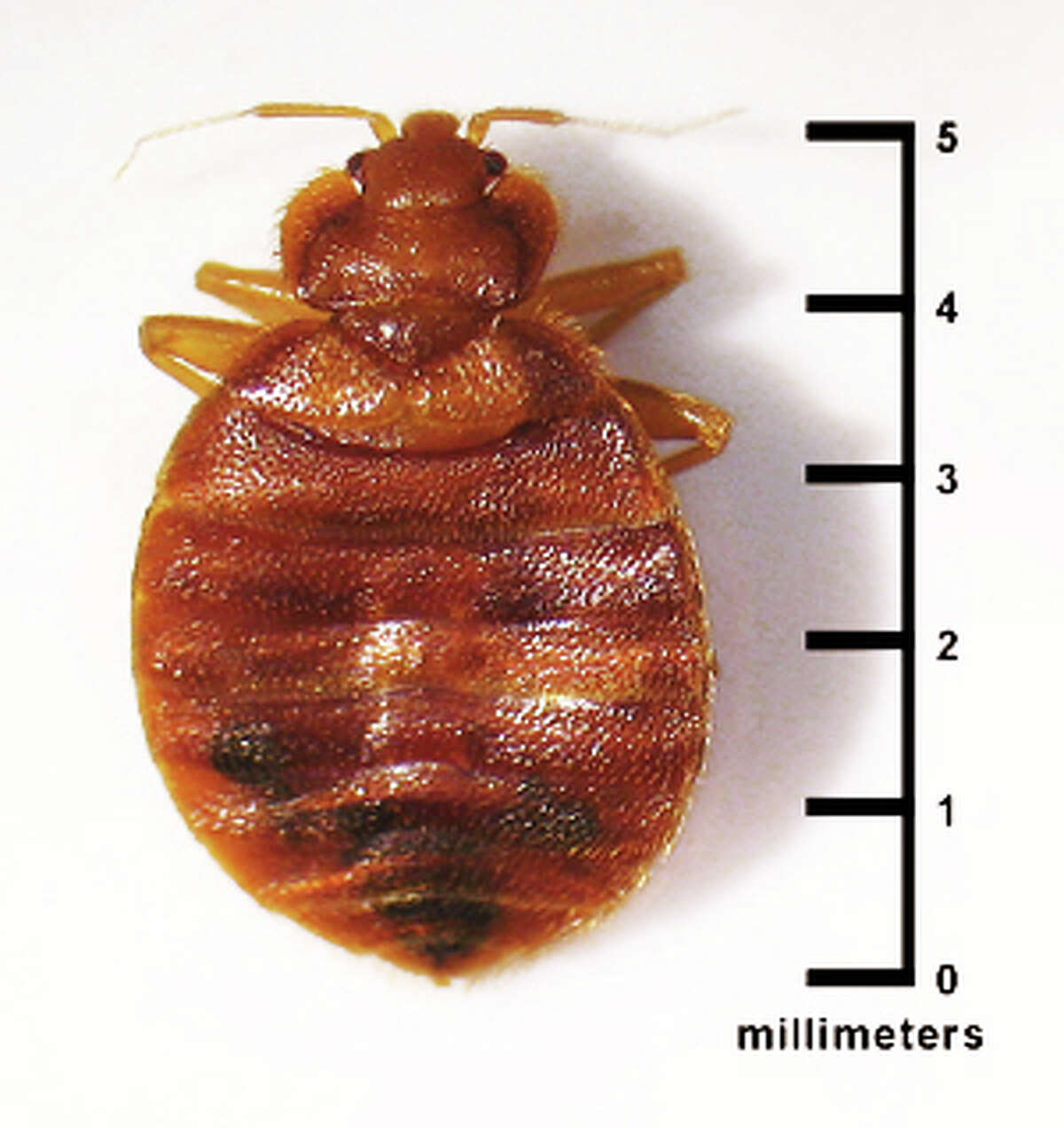 A photo of a bedbug, from the federal Environmental Protection Agency website. Evidnce of bedbugs was found recently on a chair at the Fairfield Public Library, but officials stress there is no infestation of the facility.