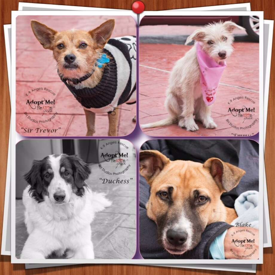 Houston dog rescue looking for a new home after Thanksgiving Houston