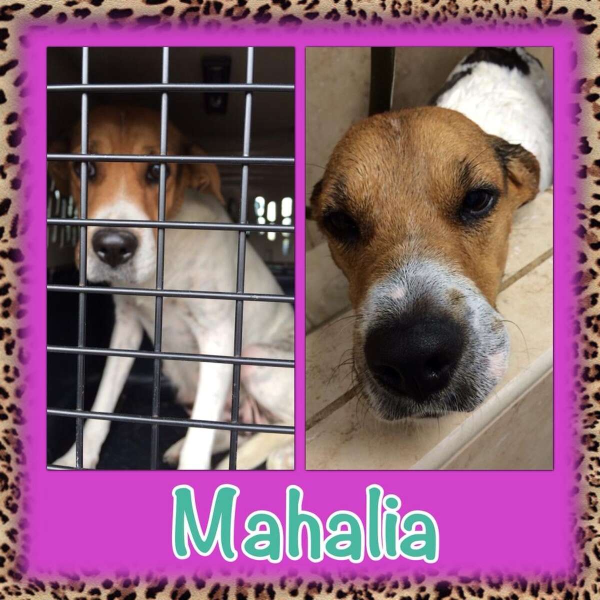 Houston dog rescue looking for a new home after Thanksgiving