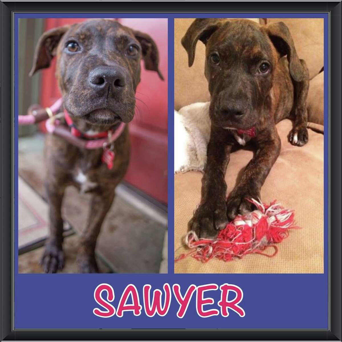 Houston dog rescue looking for a new home after Thanksgiving