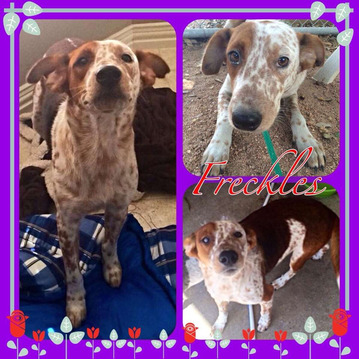 Houston dog rescue looking for a new home after Thanksgiving