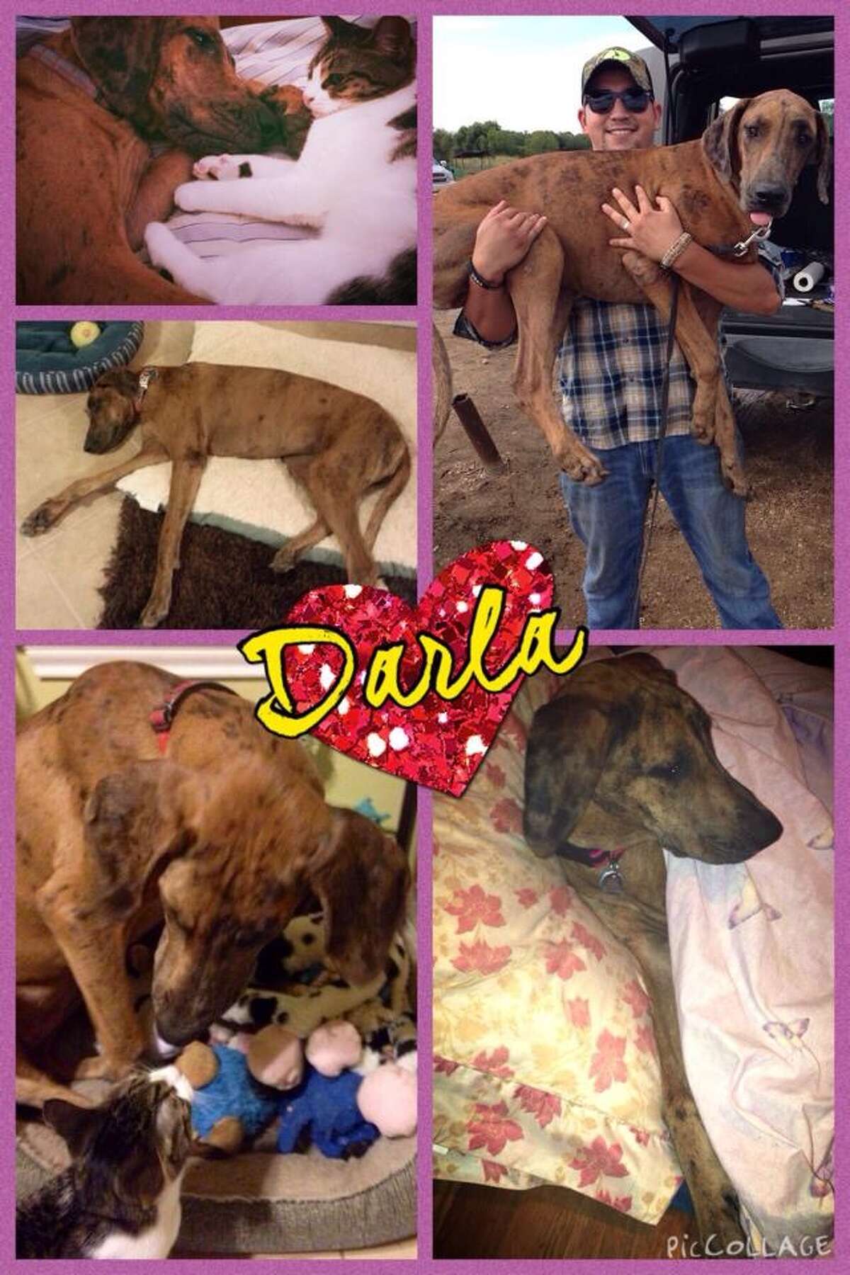 Houston dog rescue looking for a new home after Thanksgiving