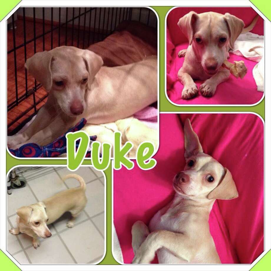 Houston dog rescue looking for a new home after Thanksgiving Houston