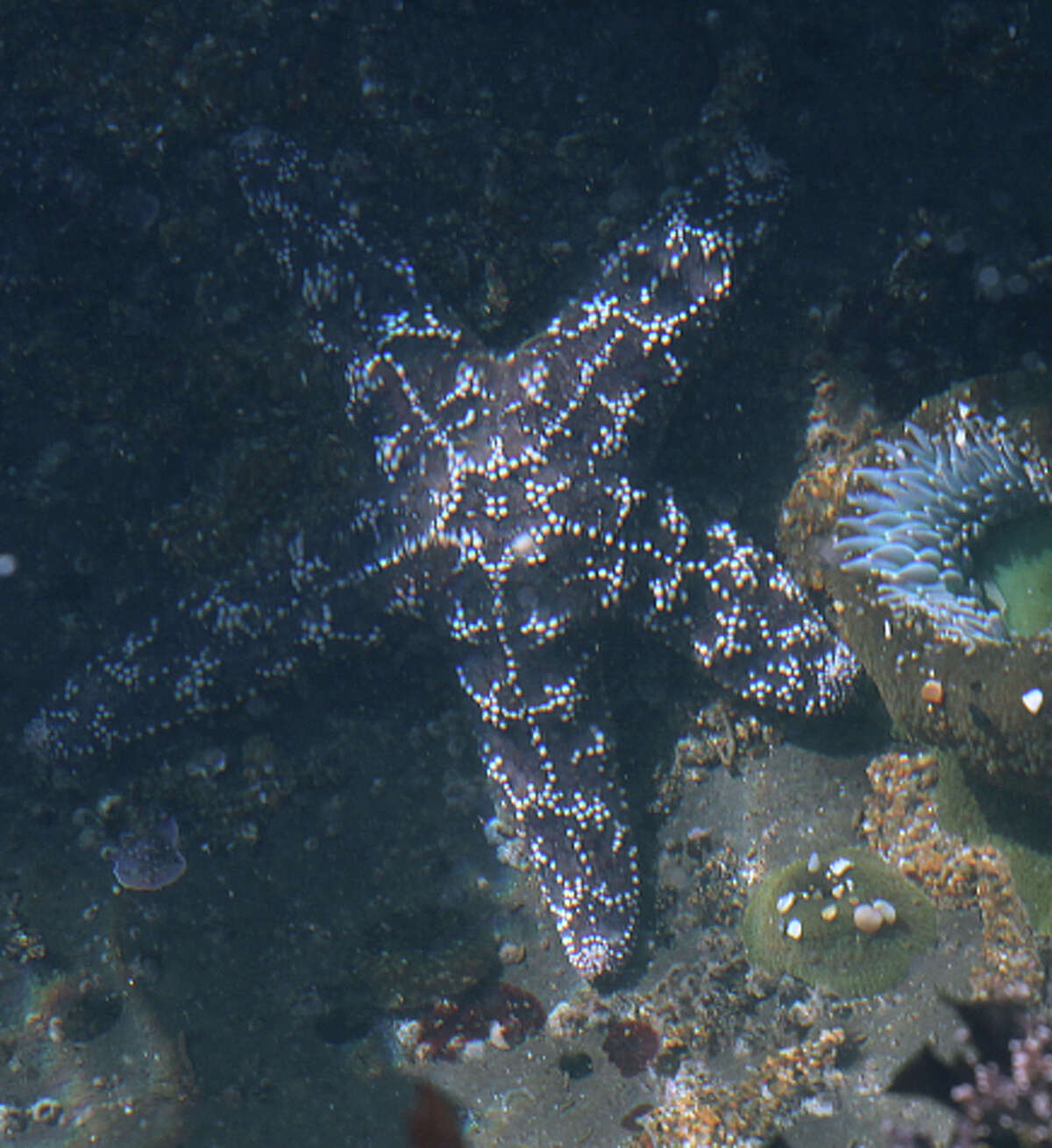 The Ochre star is among 20 varieties of starfish that have been ravaged by a virus.