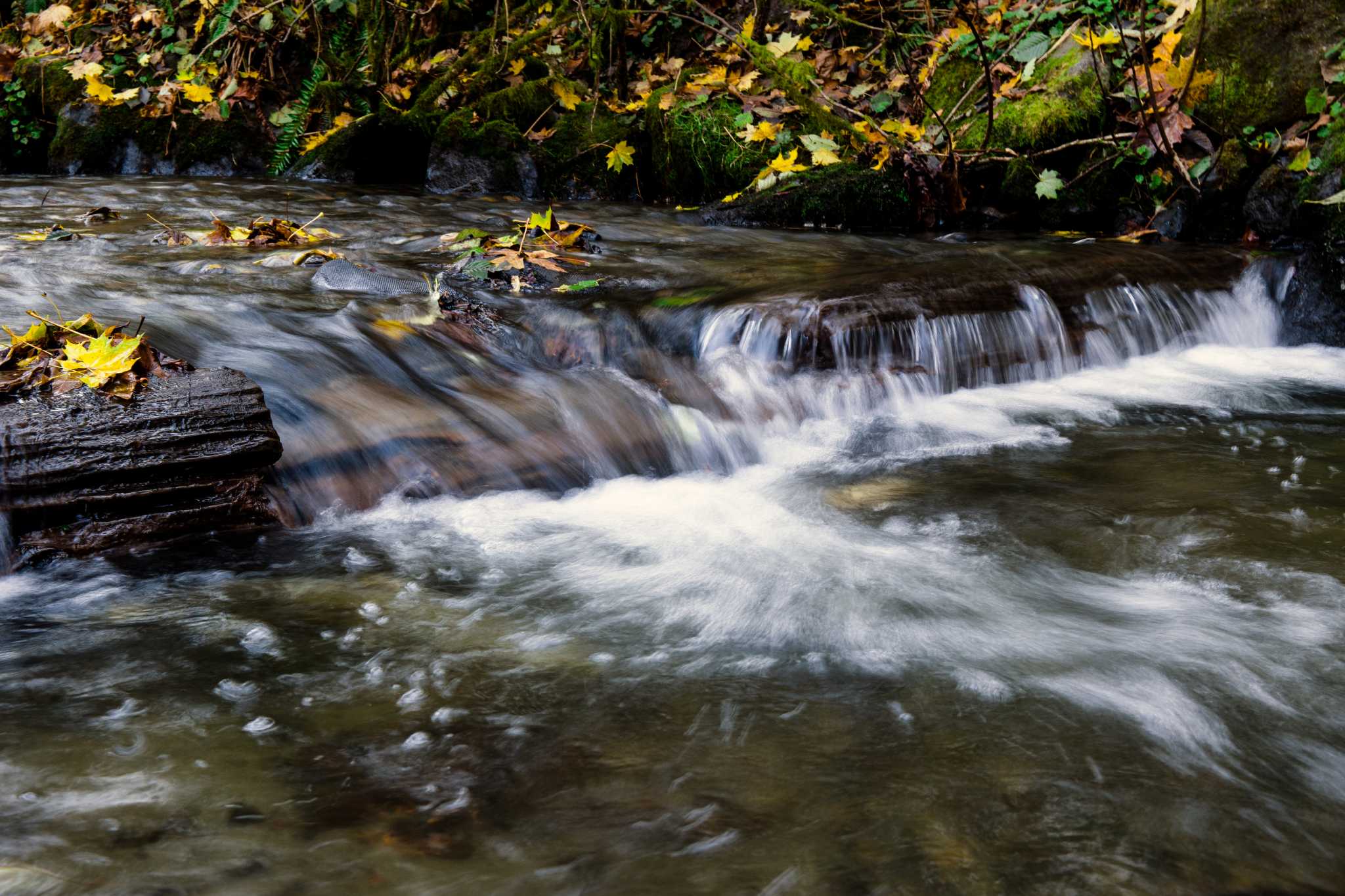 11 places to watch the salmon spawn in Seattle this fall