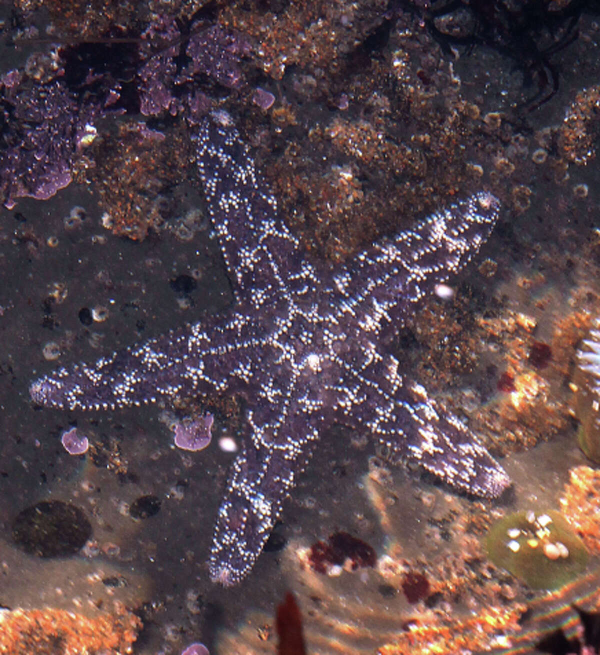 Ochre stars are usually the first of 20 varieties of starfish to be affected by a deadly virus that is ravaging the species.