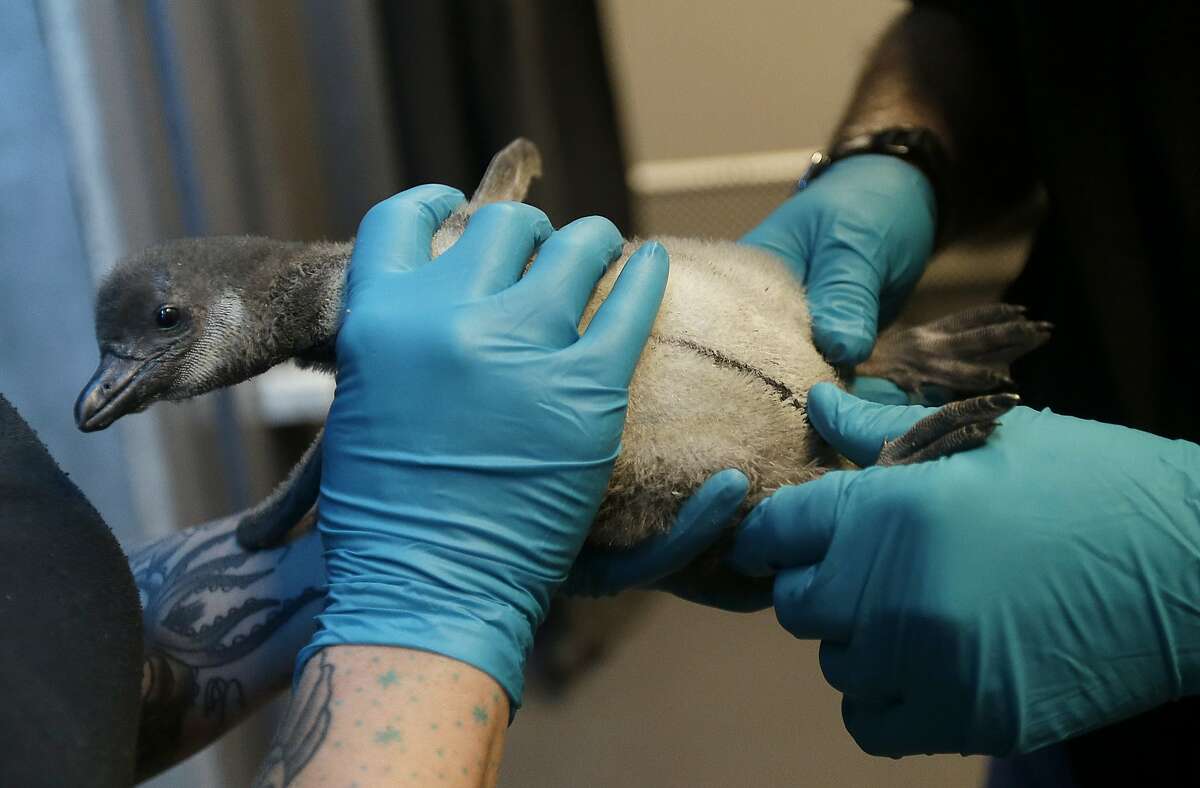 2 African penguin chicks hatch at Academy of Sciences