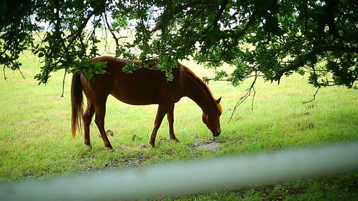 See inside this horse ranch for sale