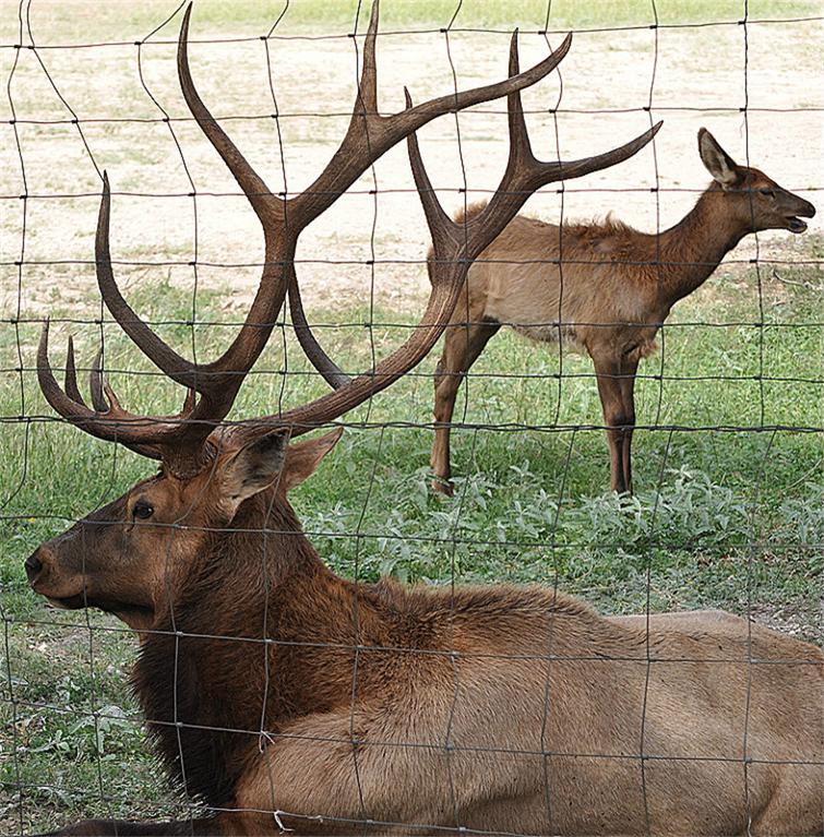 Texas exotic game ranch for sale