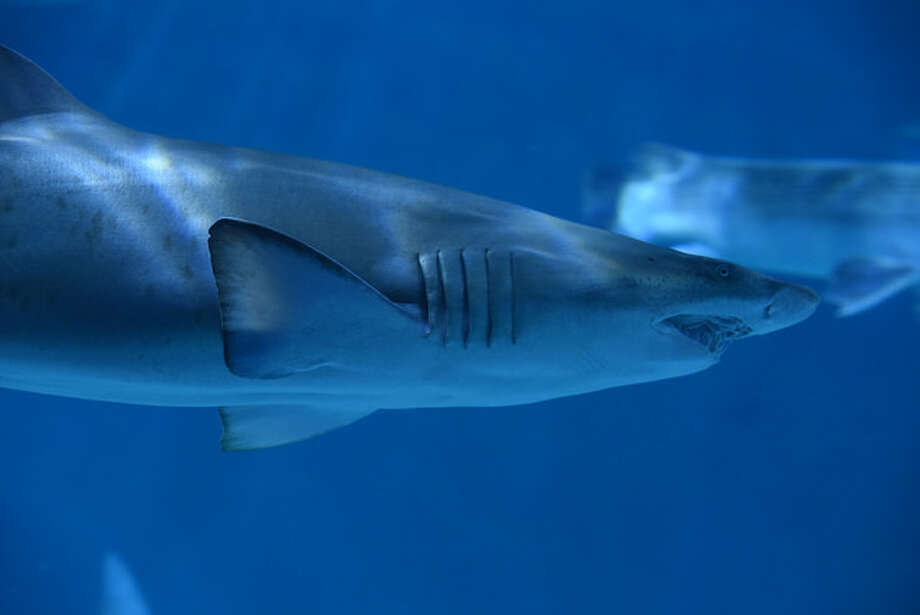 New Orleans aquarium takes in new shark after its cross-country road ...