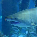 New Orleans aquarium takes in new shark after its cross-country road ...