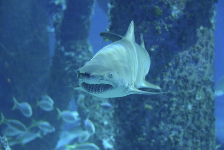 New Orleans aquarium takes in new shark after its cross-country road ...