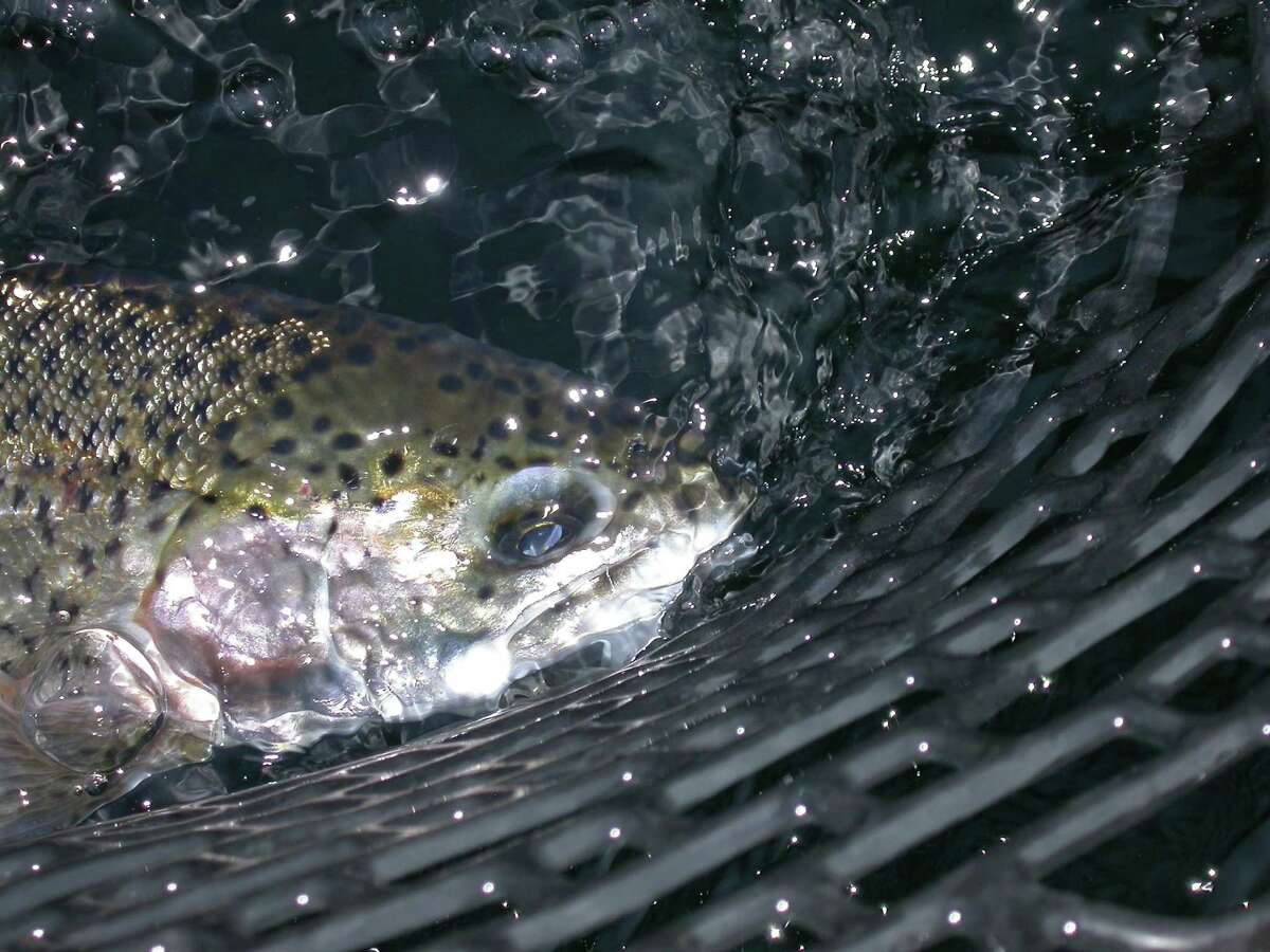 Trout plants have put a bite into local lakes