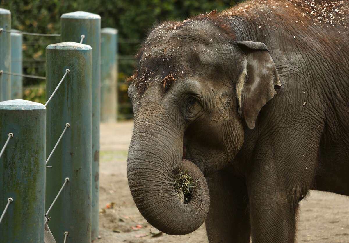Woodland Park Zoo elephants rerouted to San Diego due to weather