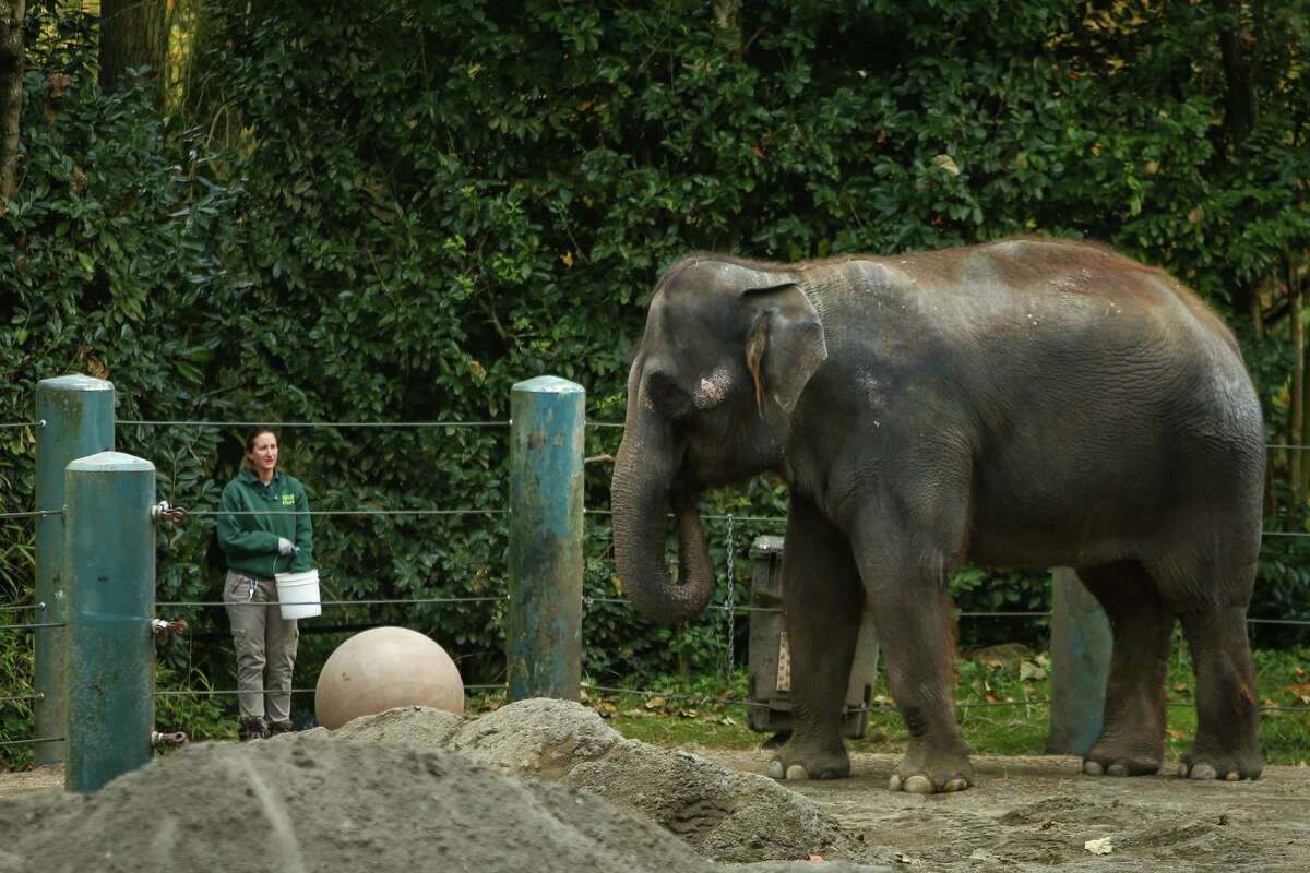 Woodland Park Zoo to end elephant program
